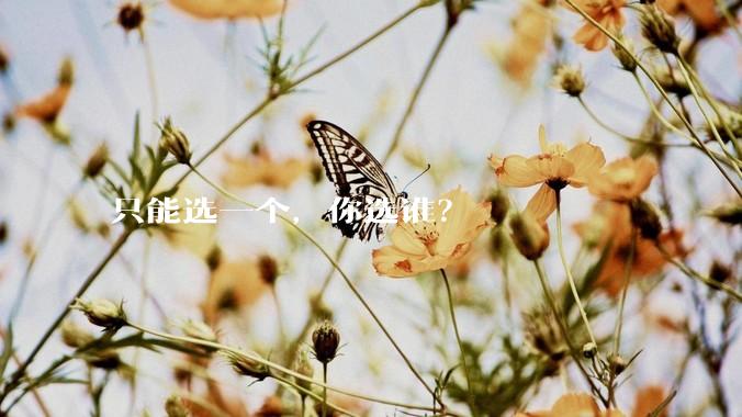 只能选一个,你选谁?
